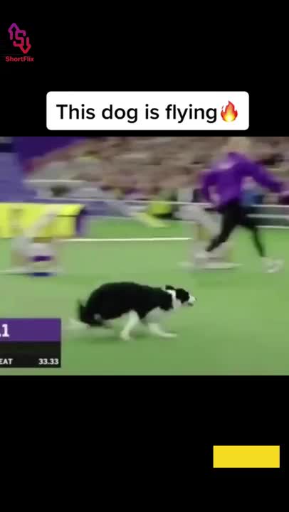 Funny Dogs Playing With Toys - Funny Dog Videos 2022