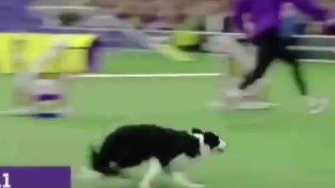 Funny Dogs Playing With Toys - Funny Dog Videos 2022