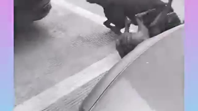 Dog Frank ,beautiful dog , dog video ,funny dog