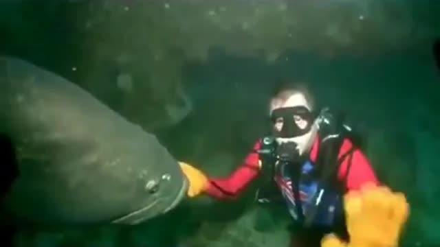 Massive Fish Bites Scuba Diver DANGER!