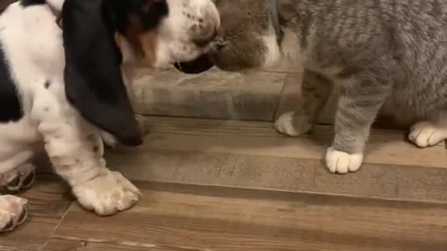 Beagle and cat fight, guess who's winning