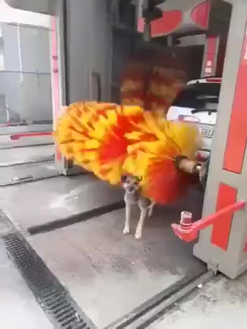 Dog using car wash for free