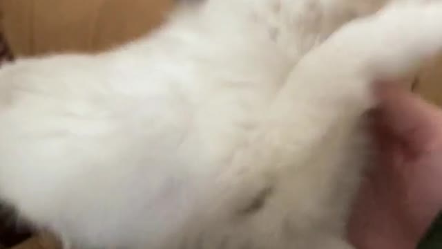 Waking up a Deaf Puppy