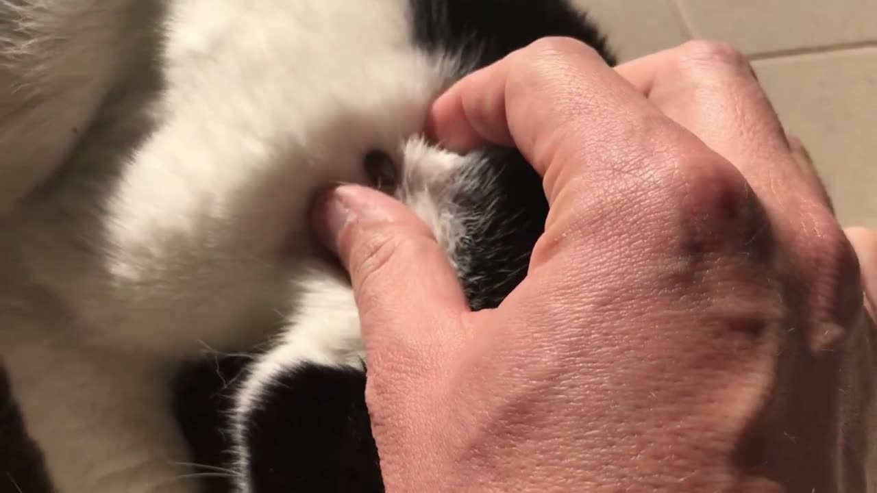 How to remove ticks from the cat I Part 5 - Muzzy got a fat tick