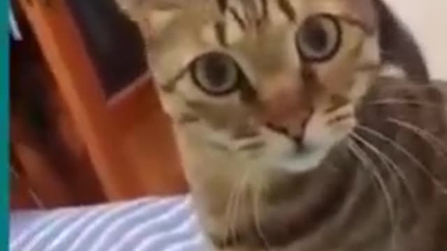 💞😆Cats and dogs fighting very funny😂- Try not to laugh