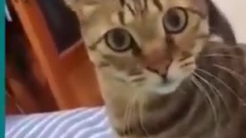 💞😆Cats and dogs fighting very funny😂- Try not to laugh