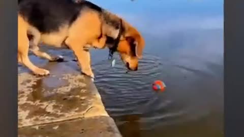 lovely pets