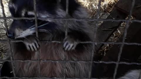 Raccoon slime