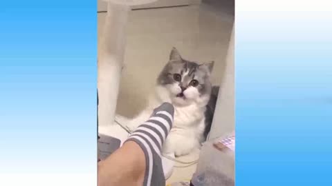 Funny cat video