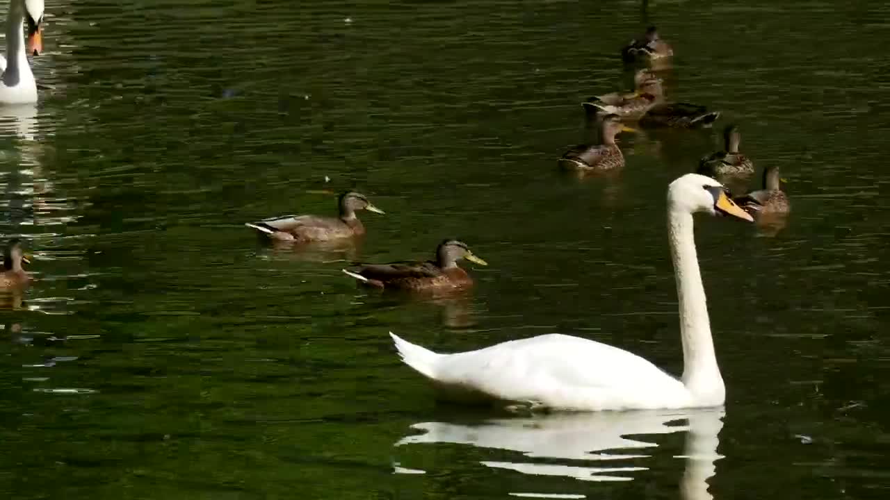 Swans Swimming In A Green Lake With Ducks