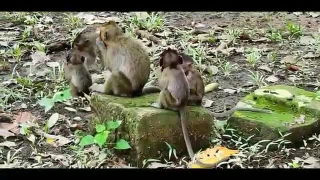 naughty little monkey