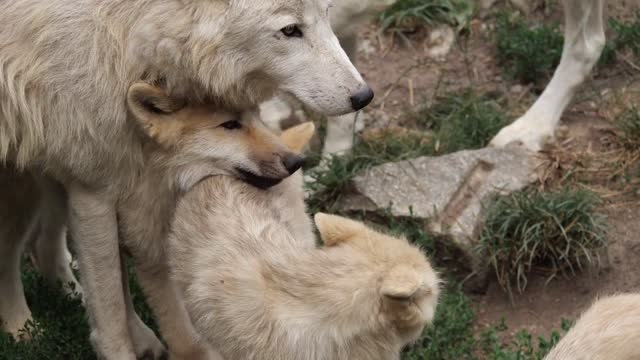 Lupus mother with her cubs