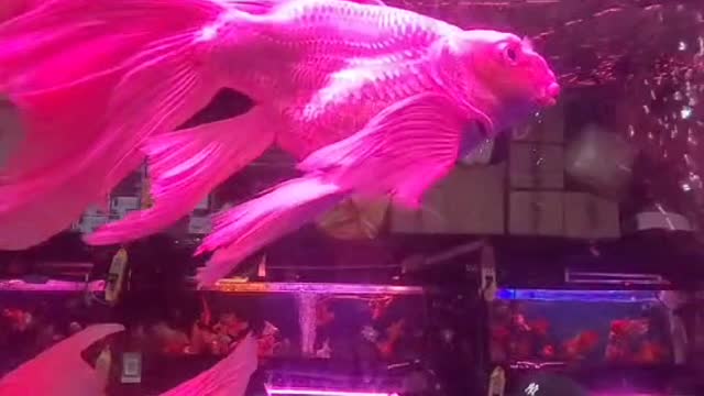 beautiful fish
