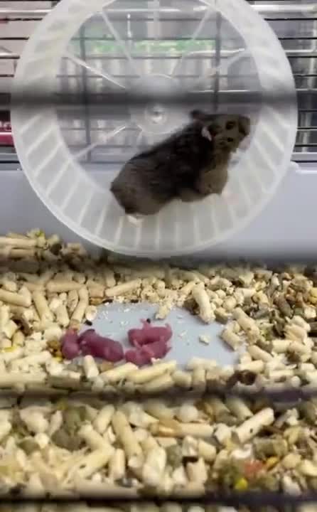 hamster and hamsters