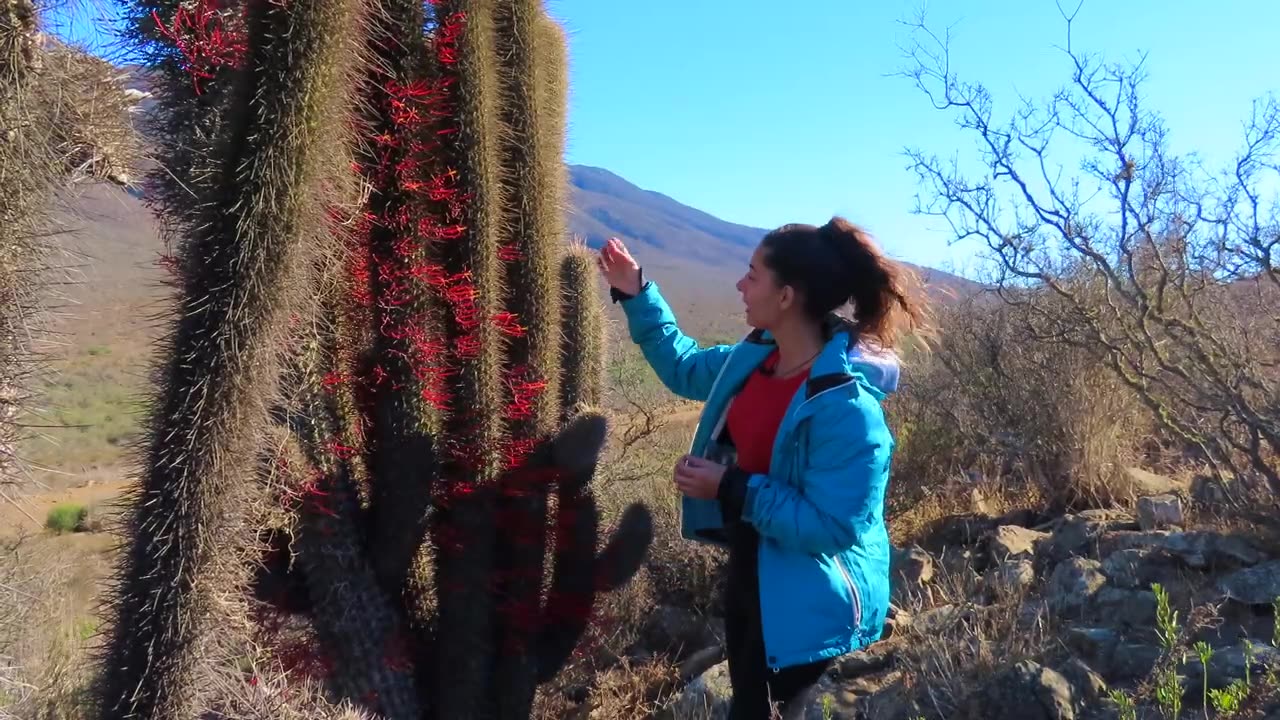 PARÁSITOS de plantas en el jardín y huerto (el QUINTRAL