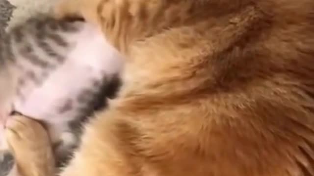 Funny two cat video firing