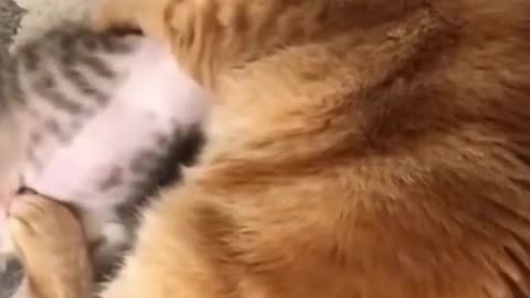 Funny two cat video firing