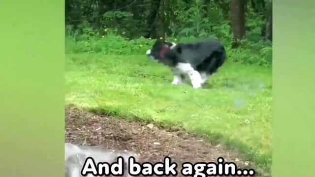 funny animal videos 2022 😂 - best dogs and cats videos 😺😍 #22 - animal network animal network