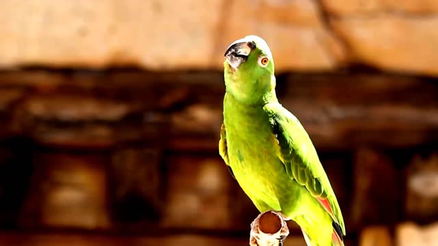 Smart Clever Parrots​ - Singing​ Talking Laughing