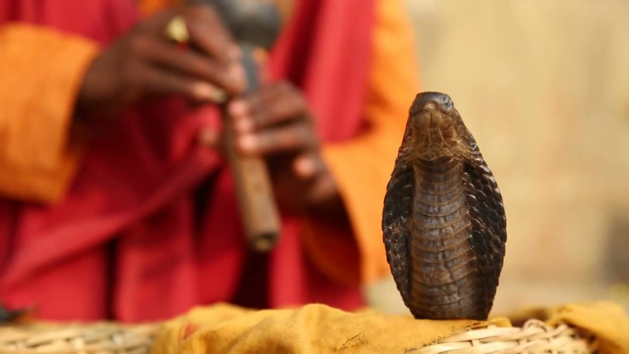 Snake being charmed by music played by man at street in Varanasi