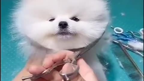 Cute Puppy Hair Cut