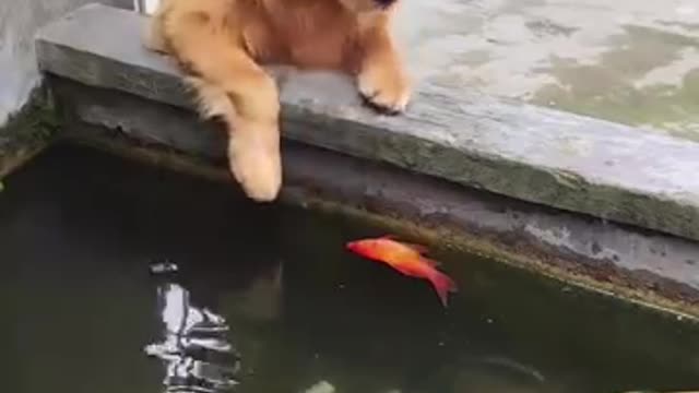 Mom My Fish is dead ( Aggressive Dog )