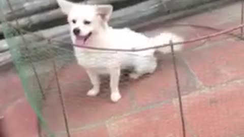 This is my lovely puppy