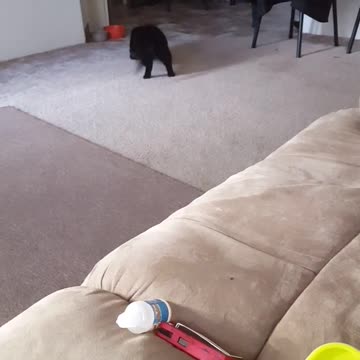 Baggy, el gato, adora jugar a atrapar la pelota