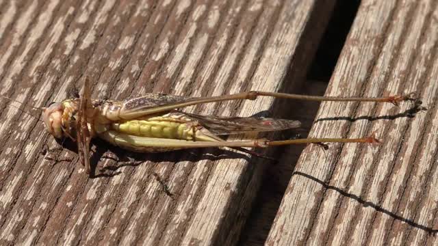 Secuencia capta a hormigas y abejas diseccionando a un grillo