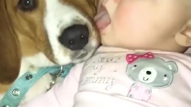 Cute Baby and Dog Lick each Other in the Mouth! #shorts (Playlist-Fun, Happy Videos