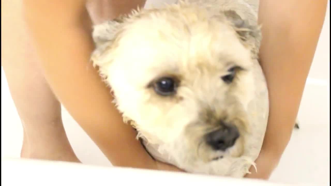 Dog Gets Groomed and Then Does Tricks