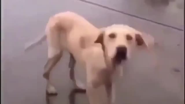 Adorable dog rocking to so songs ..so cute