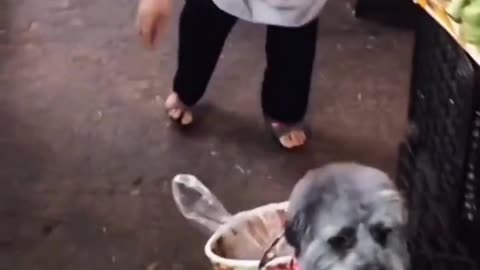 Funny smart dog