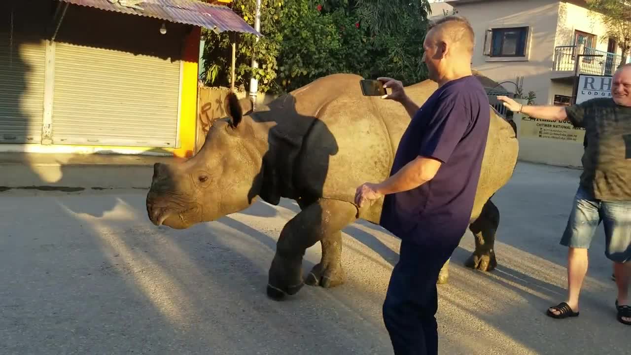 Wild rhino at city