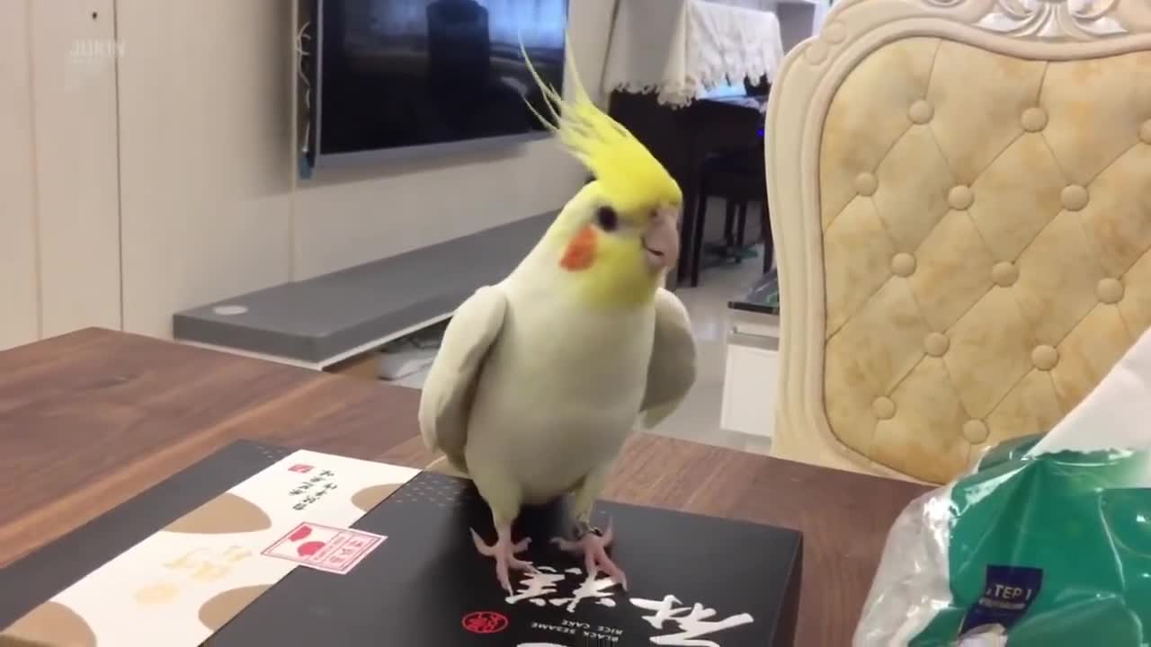 Cockatiel tap dancing on a box