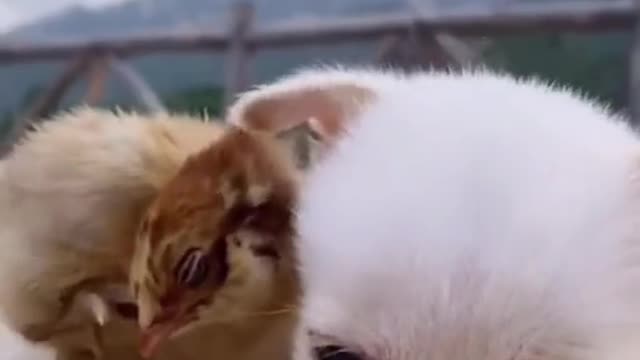 Good friendship between animals