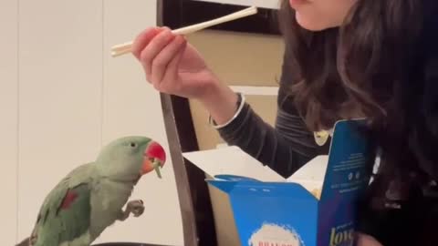 eat parrot