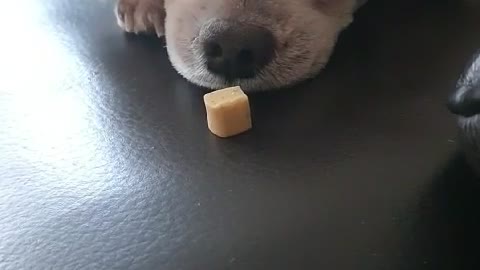 Baby dogs' sleep makes them forget their snacks (so cute)