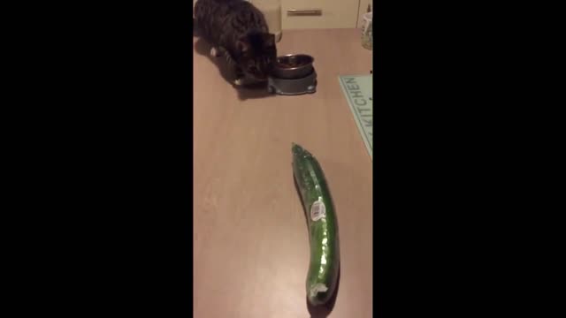 Cat and cucumber