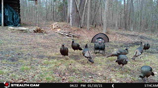 1-10-2021 Trail Cam by tobacco barns