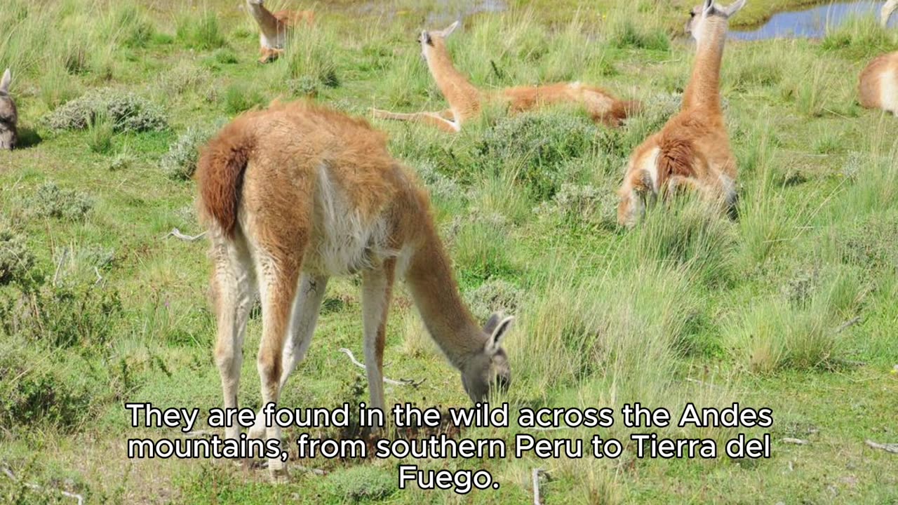 GUANACO