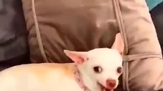 🤣Funny Dog Videos 2021 🐶A very funny dog ​​you will not be able to stop laughing