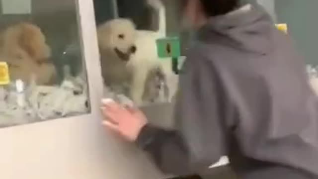 Cute dog wants to play....