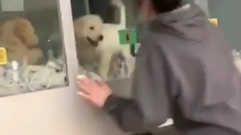 Cute dog wants to play....