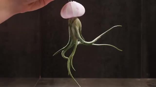 Interesting Tips for Gardeners