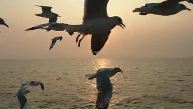 WOW !!! Many Birds flying on the beach in the afternoon