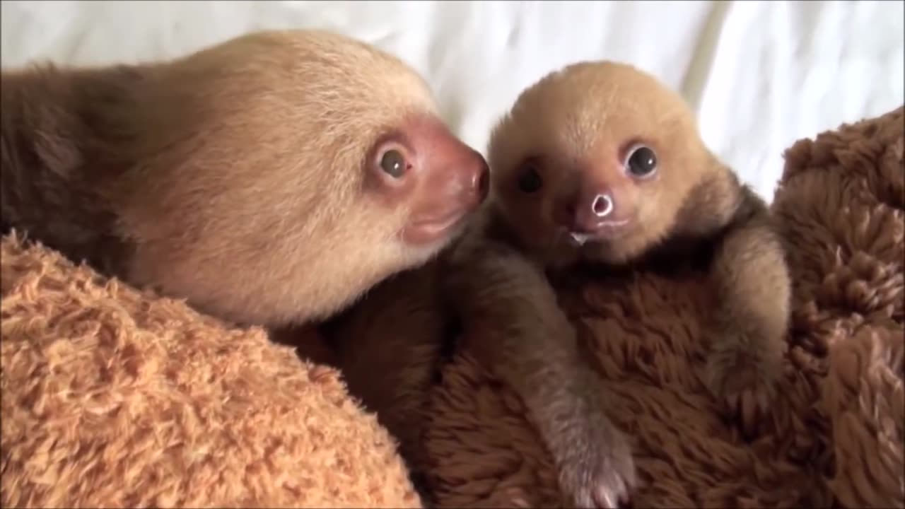 Adorable baby sloths