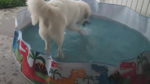 Happy Doggy Is Caught Playing In A Children’s Pool