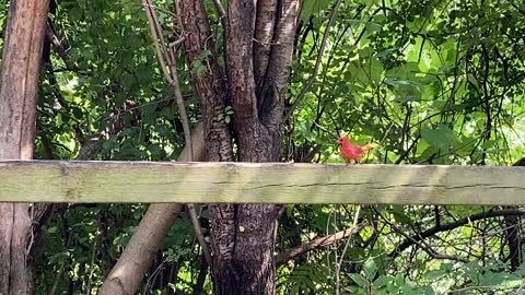 Erratic and excited Cardinal