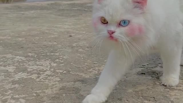 Cat slow wake